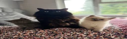 Mixed Breed cats for sale: Ragdoll cross gorgeous kittens  - Advert 14