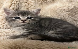 Mixed Breed cats for sale: Beautiful kittens from family home available now - Advert 6