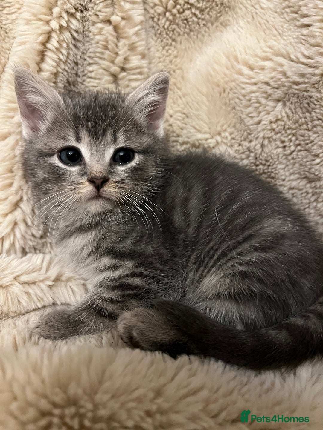 Mixed Breed cats for sale: Beautiful kittens from family home available now - Advert 6