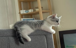 British Shorthair cats for sale: 4 Beautiful British short hair & Ragdoll kittens - Image 24