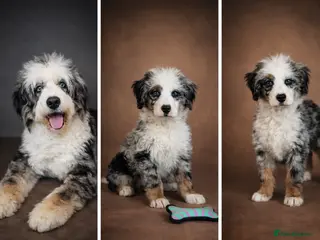 Bernedoodle dogs Waiting List Open - Advert 10