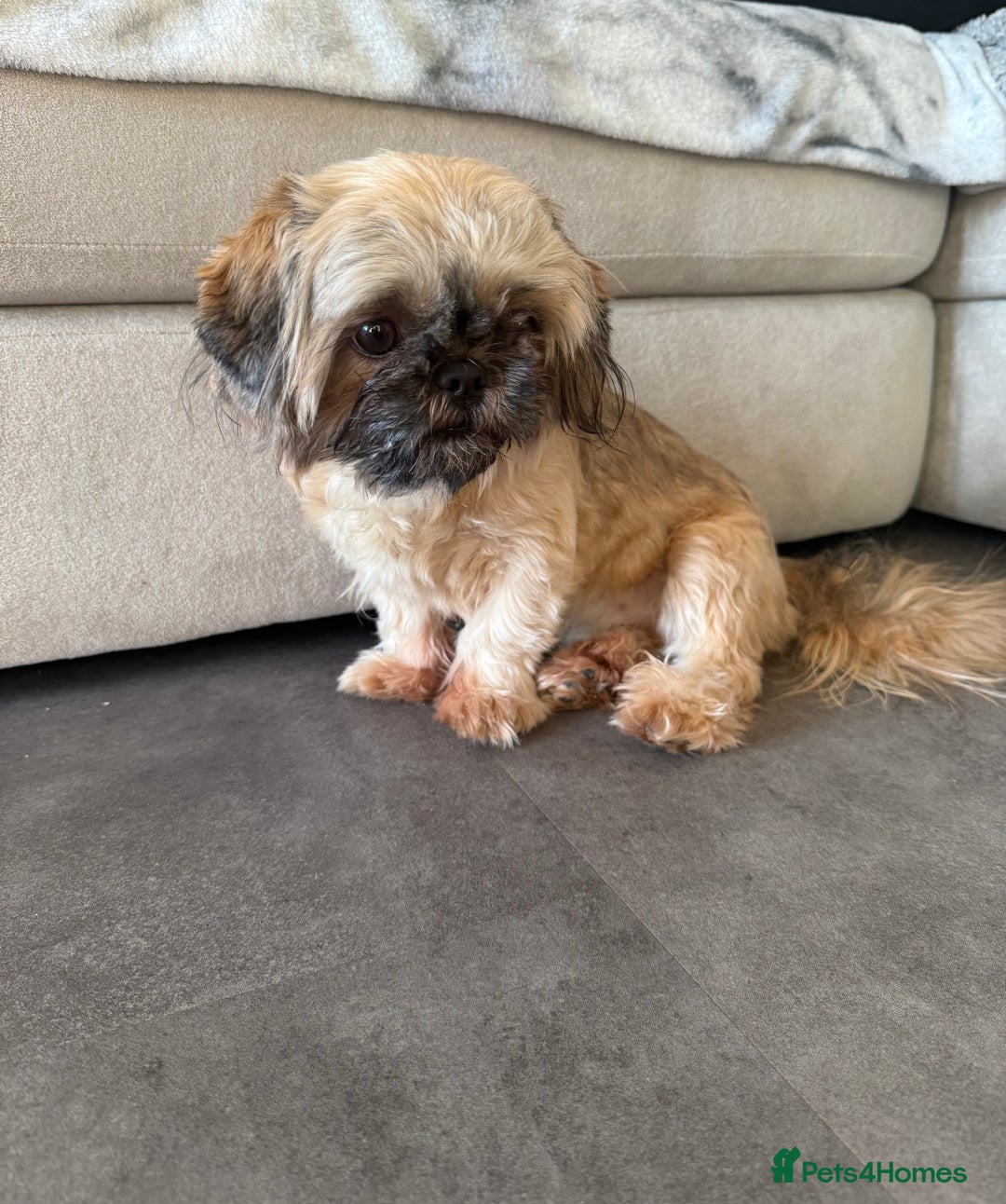 Shih Tzu dogs for sale: Imperial Shih Tzu KC Registered  - Advert 2