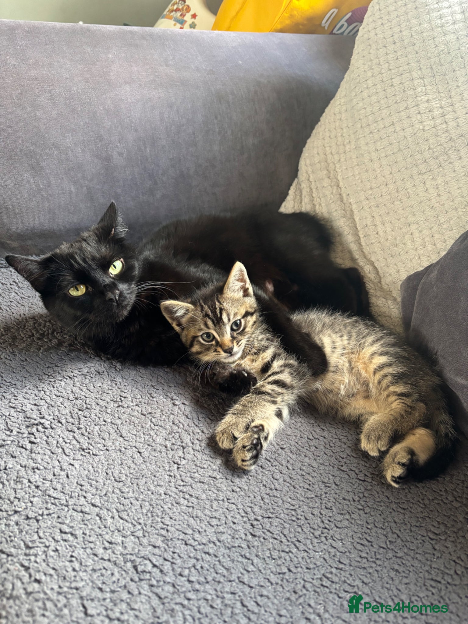 Mixed Breed cats 🤍1 tabby boy kitten🤍 - Advert 20