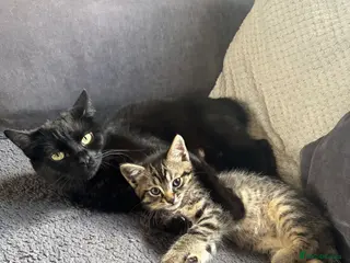 Mixed Breed cats 🤍1 tabby boy kitten🤍 - Advert 20