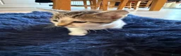 Mixed Breed cats for sale: Beautiful kittens for sale - Advert 4