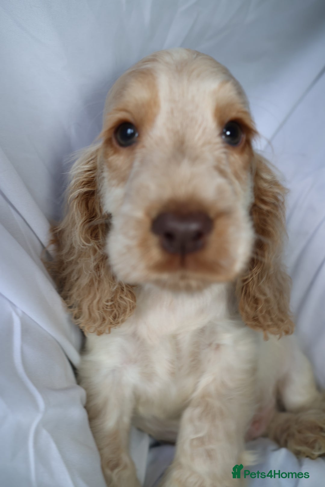 Cocker Spaniel dogs for sale: Championline Cocker Spaniel - Advert 14