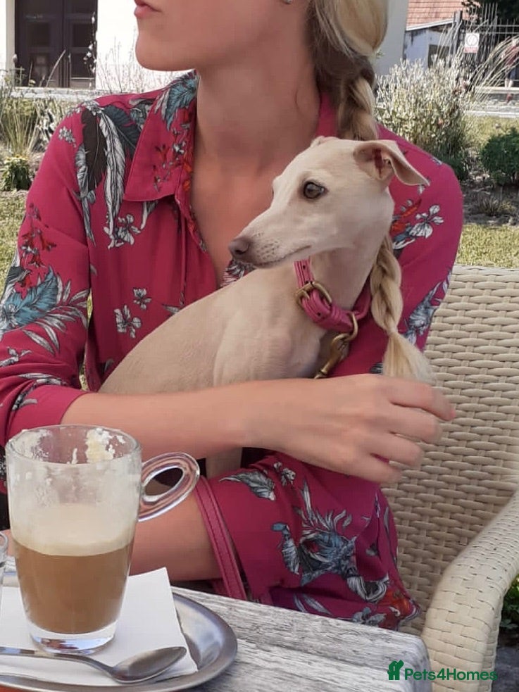 Italian Greyhound dogs KC Italian greyhound puppies Europ. lineage - Advert 10