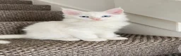 Maine Coon cats for sale: Maine Coon Kittens - Advert 18