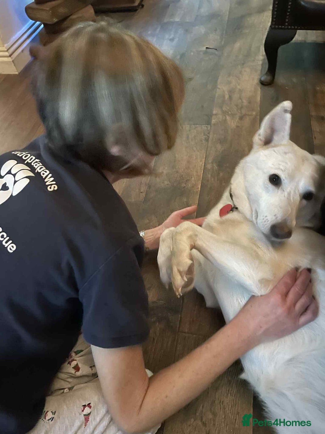 German Shepherd dogs for adoption: Asha needs a loving home  - Advert 11