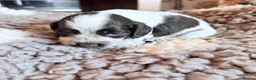 Cocker Spaniel dogs for sale: KC  Show cocker spaniel pups - Advert 15