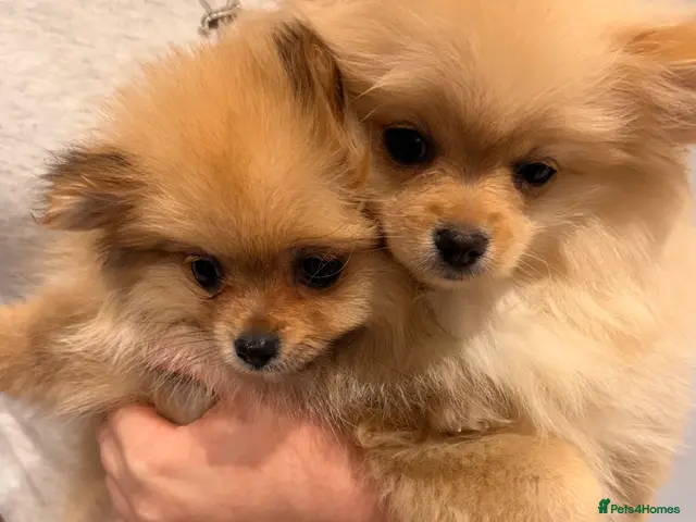Pomeranian dogs for sale: 2 fluffy Pomeranians for sale - Advert 5