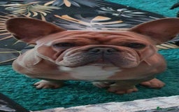 French Bulldog dogs for sale: French bulldog girl - Image 3