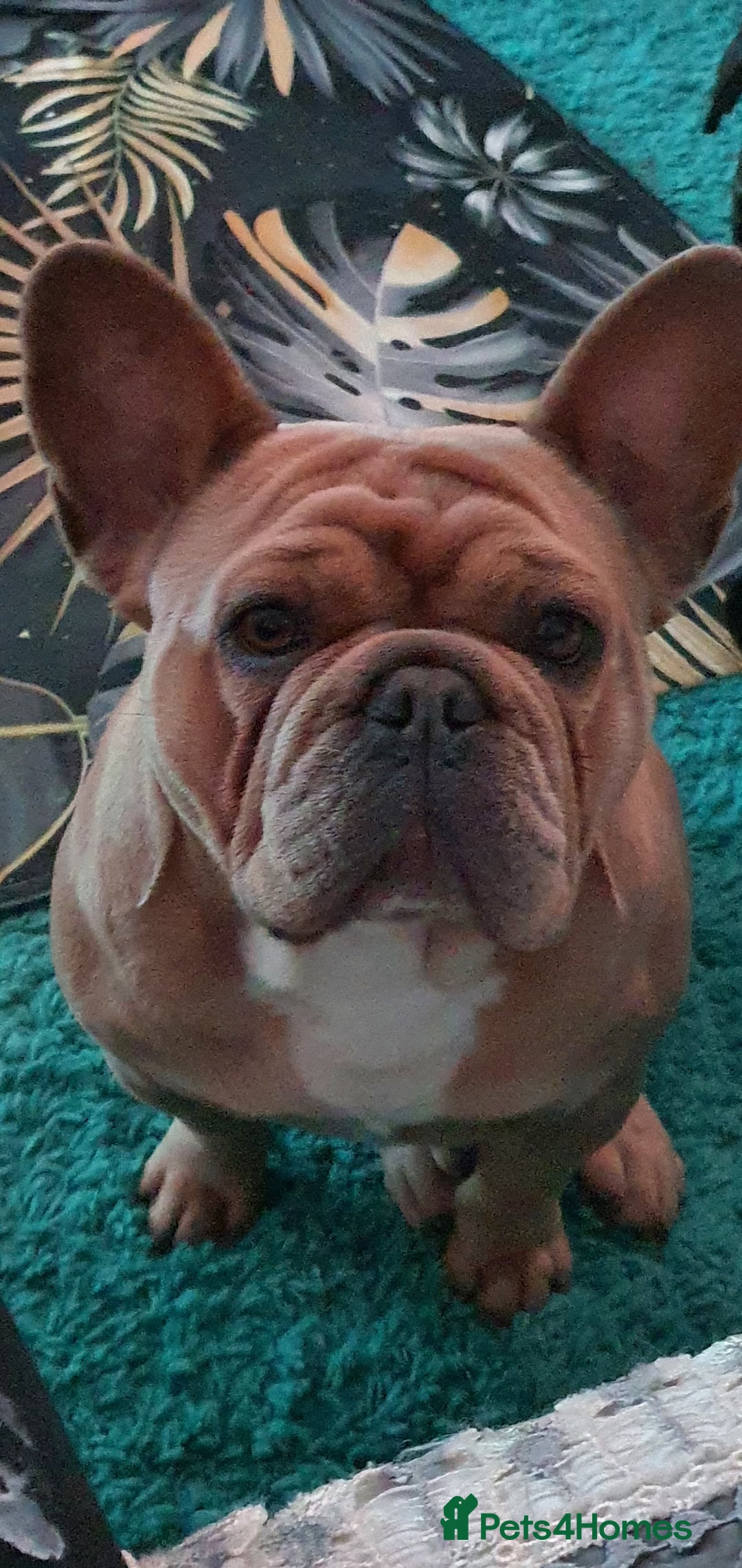 French Bulldog dogs for sale: French bulldog girl - Image 3