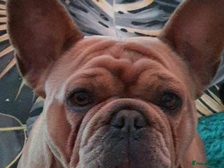 French Bulldog dogs French bulldog girl - Advert 13