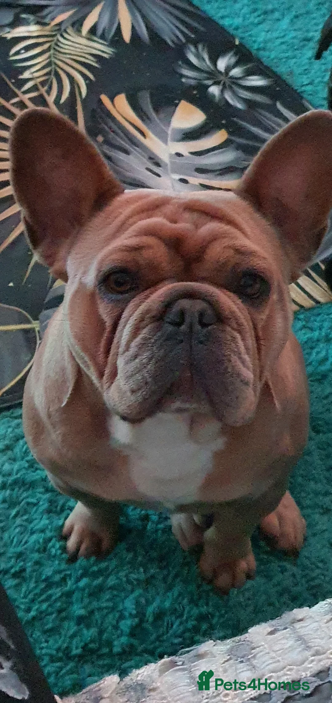 French Bulldog dogs for sale: French bulldog girl - Advert 1