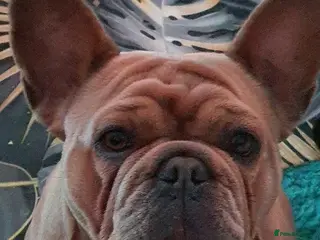 French Bulldog dogs French bulldog girl - Advert 1