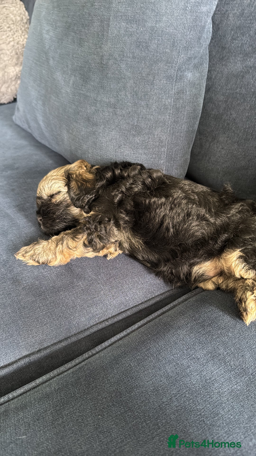 Shihpoo dogs for stud: gorgeous Shihpoo boy for studding  - Image 9