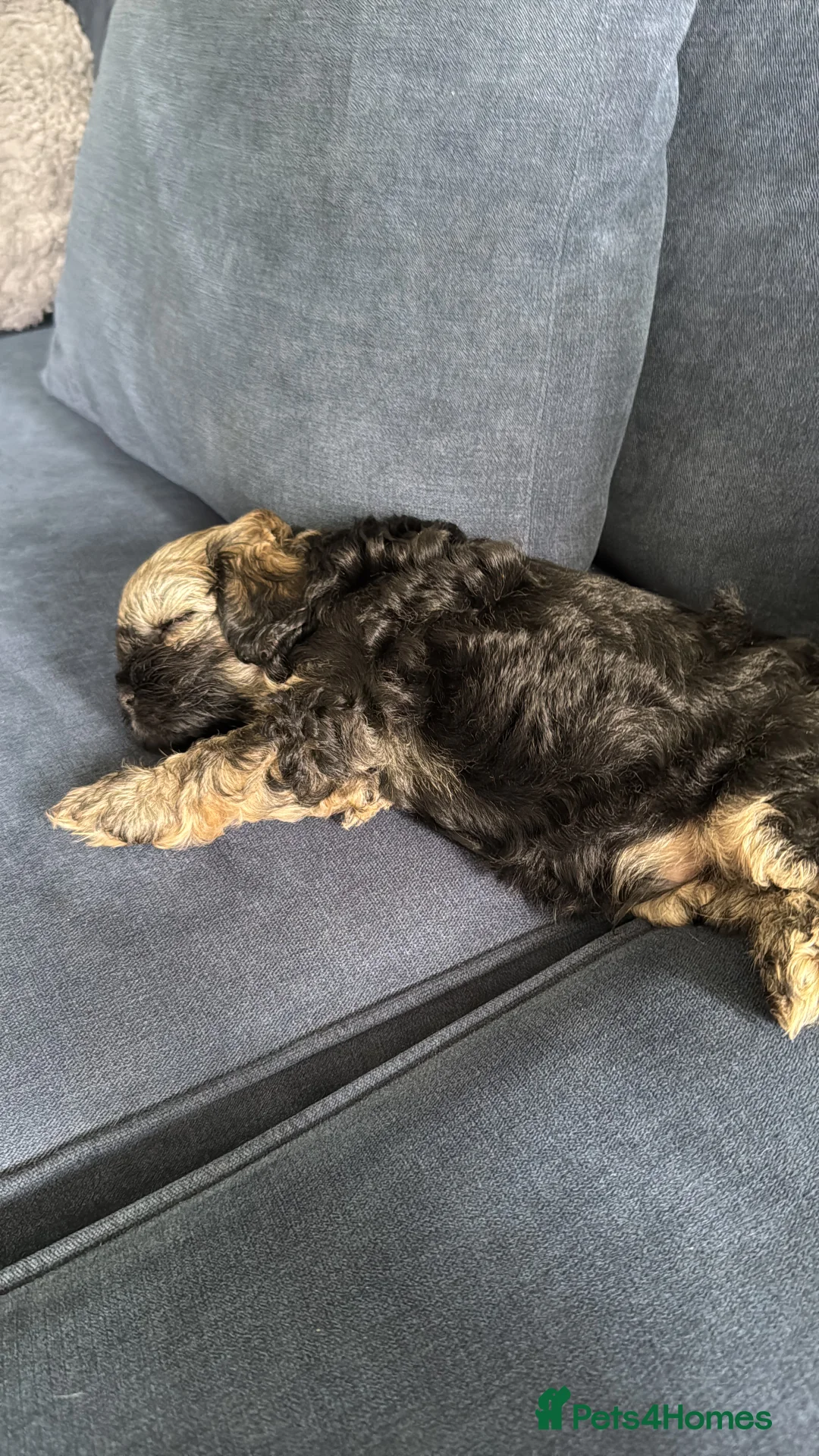 Shihpoo dogs for stud: gorgeous Shihpoo boy for studding  - Advert 9