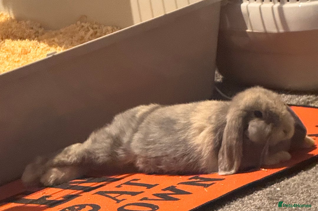 Mini Lop rabbits for sale: Grey/beige/white female Mini Lop for sale - Advert 2
