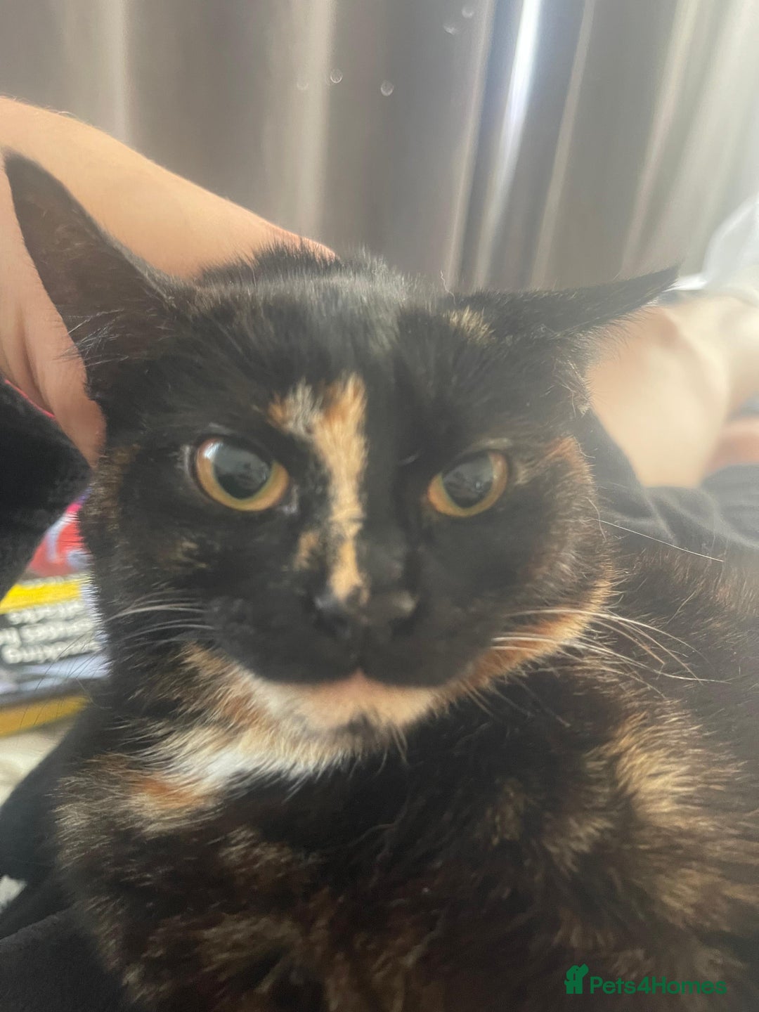 Mixed Breed cats for sale:  Beautiful Torti, female cats and black kittens - Image 2