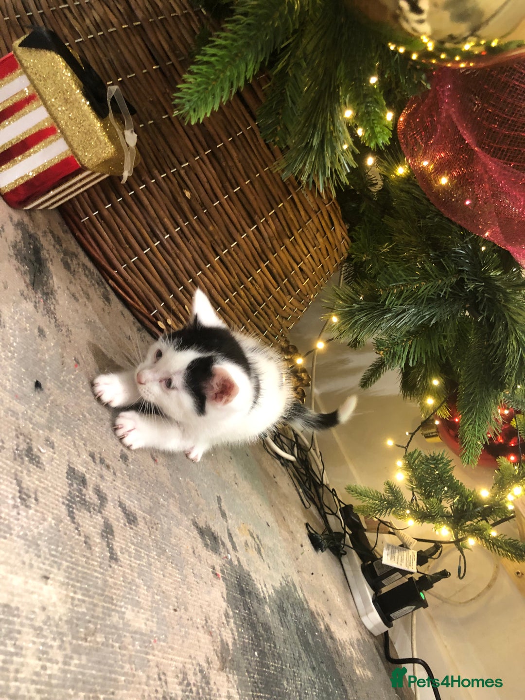 Mixed Breed cats for sale: 4 Lovely kittens for sale  - Advert 3