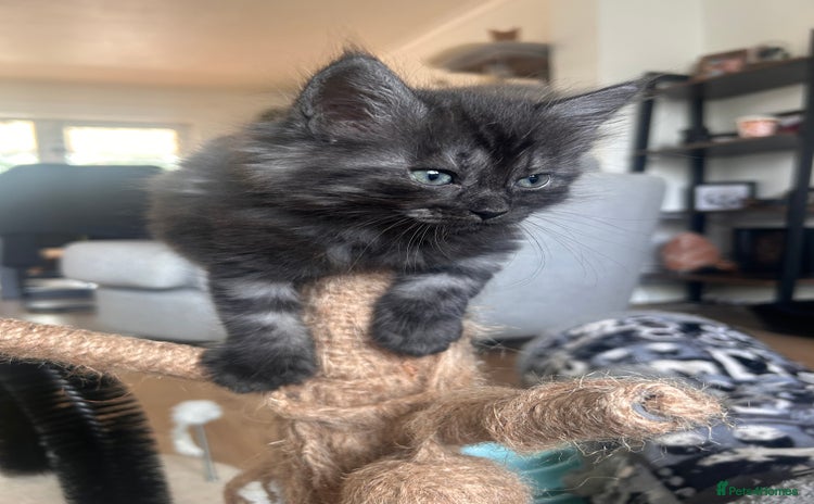 Maine Coon cats - Advert 2