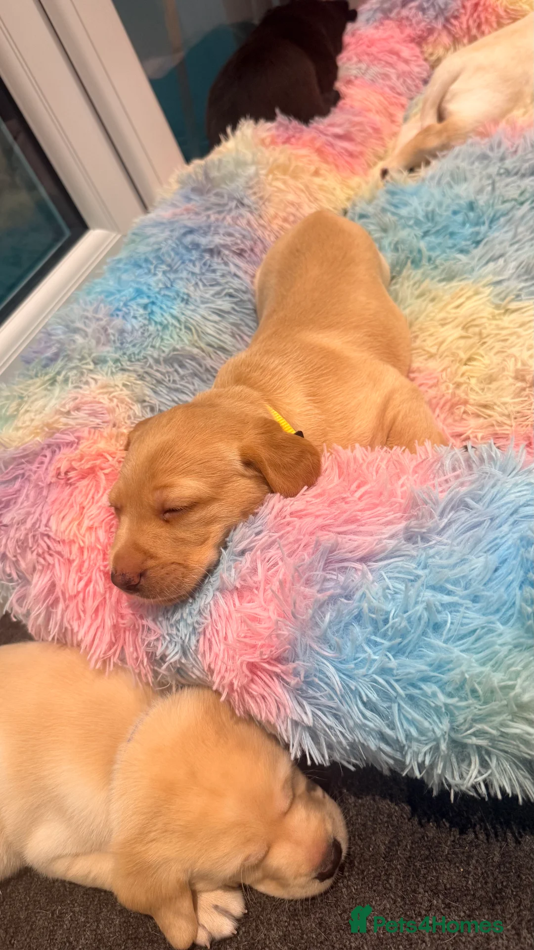 Labrador Retriever dogs for sale: 🐾💛 Looking for their forever family… 💛🐾 - Advert 6