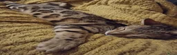 Bengal cats for sale: Stunning Bengal Kittens. TICA Registered. - Advert 9