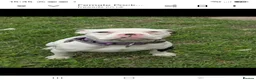 American Bully dogs for sale: Pocket bully female abkc  in Grimsby - Advert 4