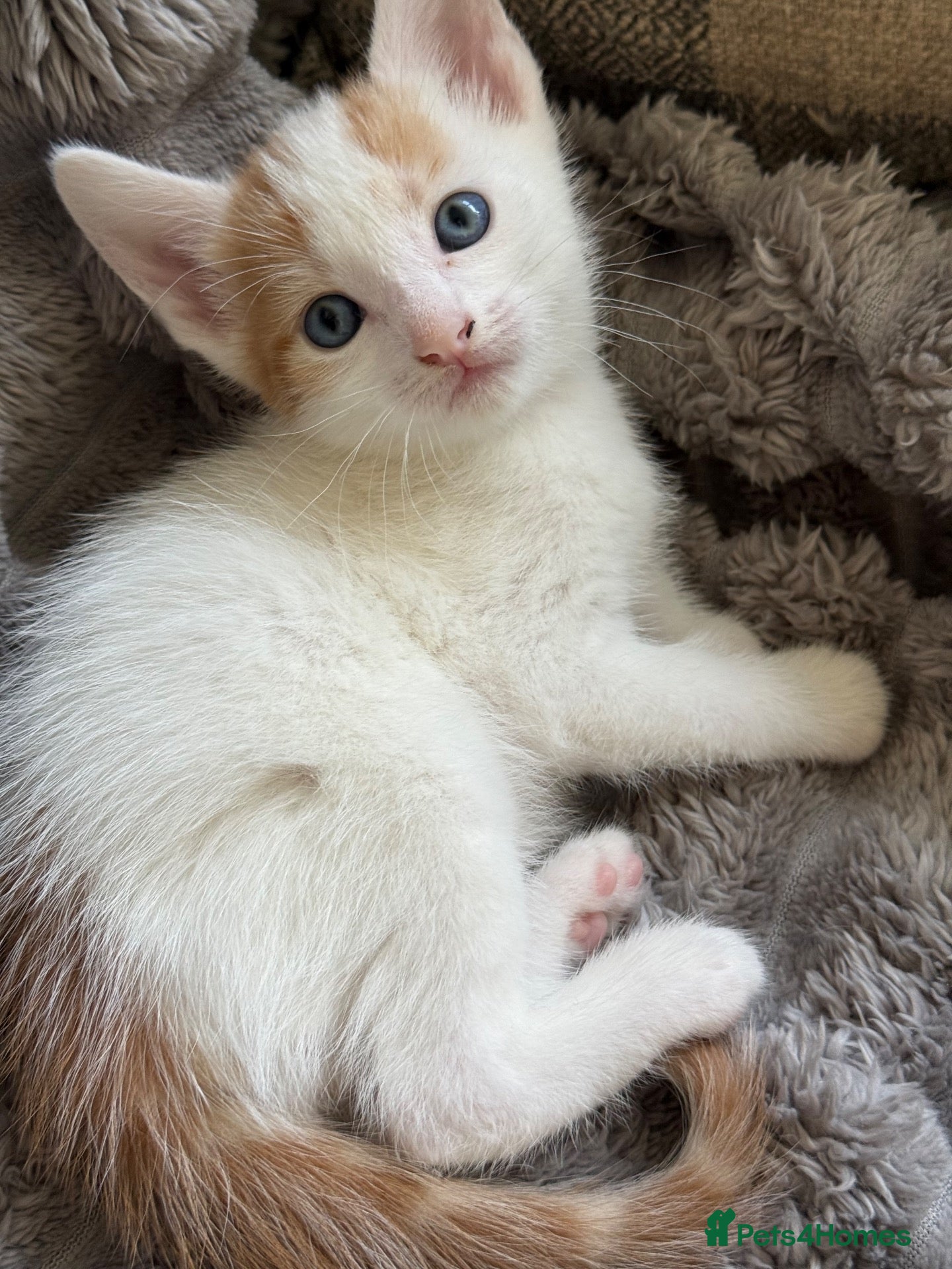 Turkish Angora cats Beautiful pattern, Kitten - Advert 1