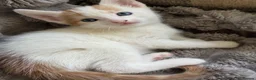 Turkish Angora cats for sale: Beautiful pattern, Kitten - Advert 1