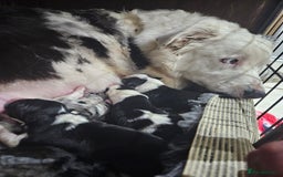 Border Collie dogs for sale: 5 border collie pups - Image 14