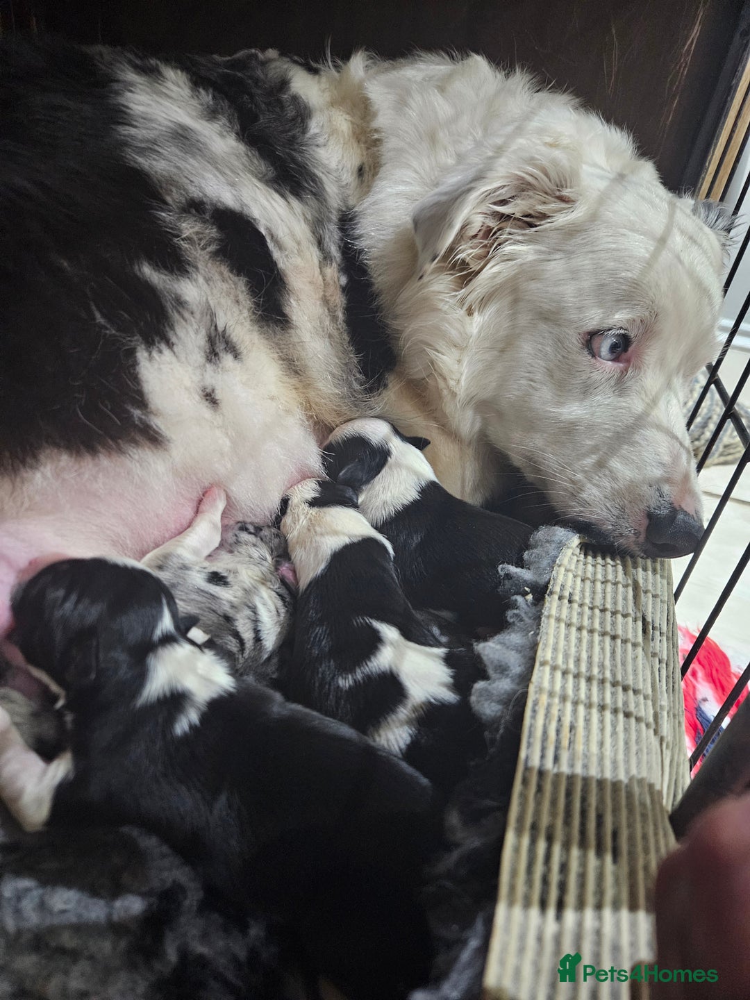 Border Collie dogs for sale: 5 border collie pups - Image 14