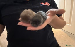 Mini Lion Lop rabbits for sale: Baby mini lion head x loop eared  - Advert 6