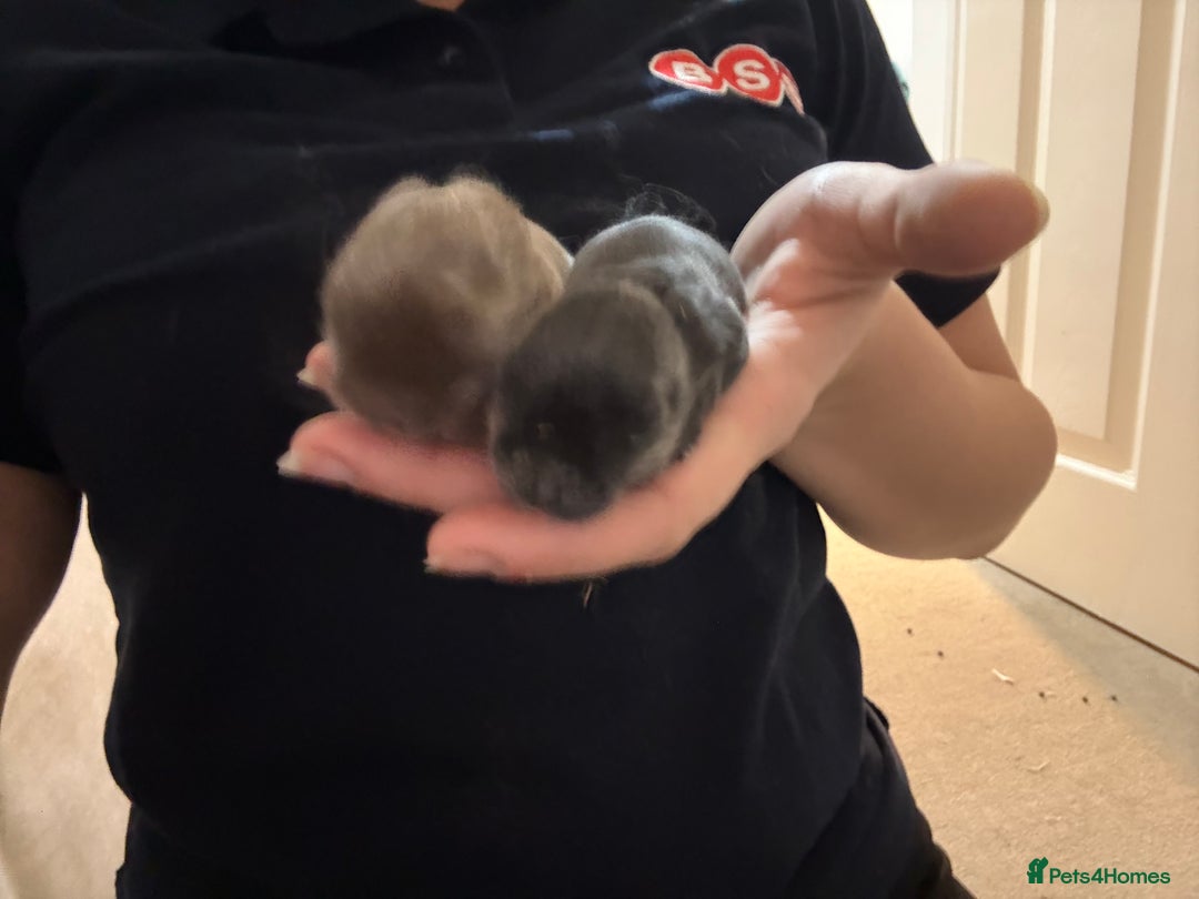 Mini Lion Lop rabbits for sale: Baby mini lion head x loop eared  - Advert 6