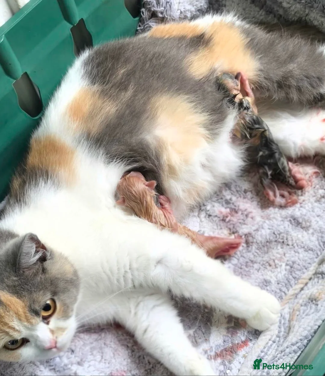 British Shorthair cats for sale: British Shorthaired kittens - Advert 6