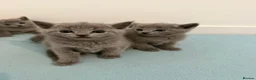 Russian Blue cats for sale: PEDIGREE BLUE RUSSIAN KITTENS  - Advert 19