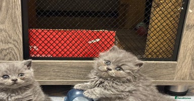 British Shorthair cats - Advert 15