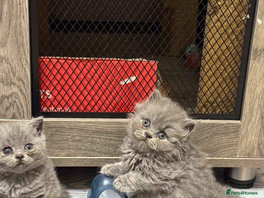 British Shorthair cats for sale: British short and long hair babies for sale  - Image 3