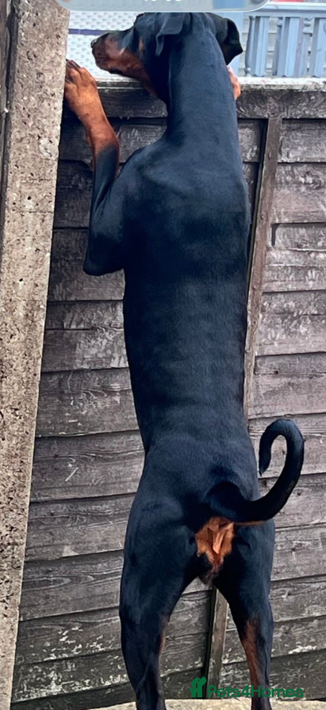 Dobermann dogs for sale: Beautiful female Doberman  - Advert 4