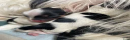 Biewer Terrier dogs for sale: Biewer terrier puppies - Advert 15