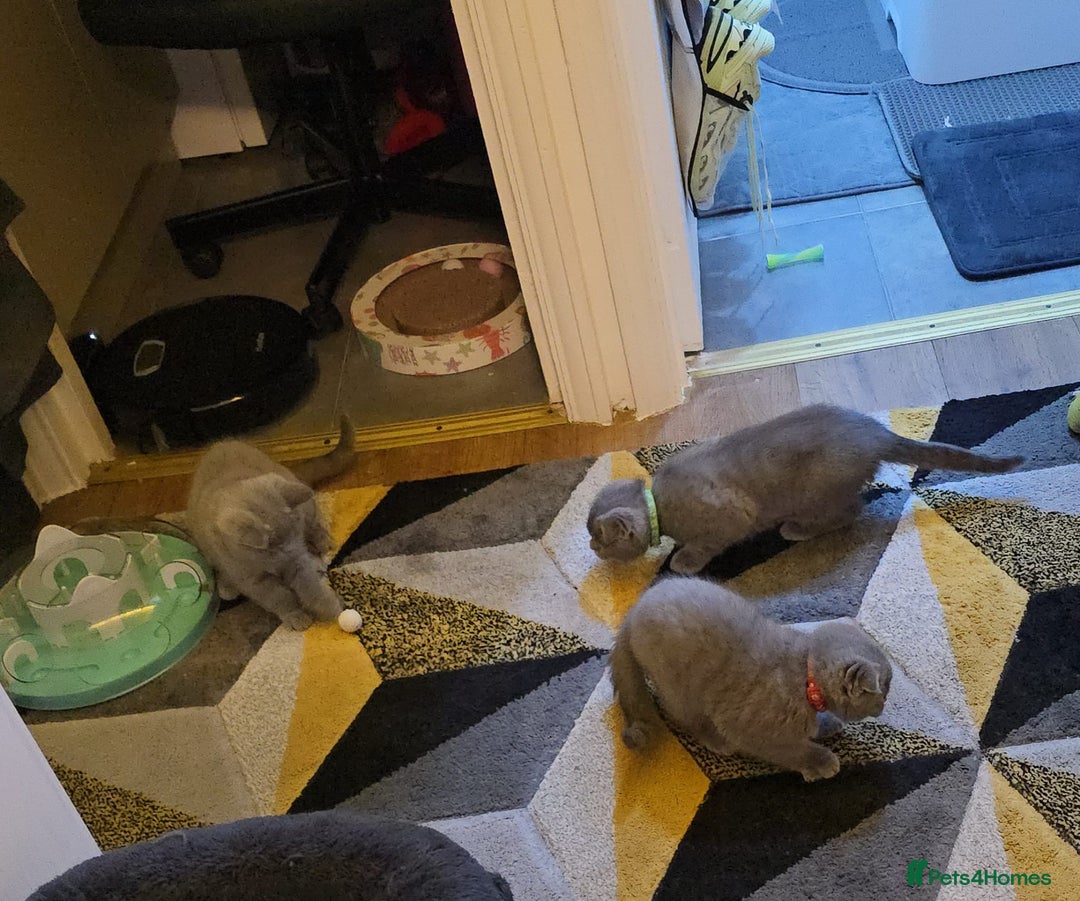 Scottish Fold cats for sale: Scottish Fold&British Shorthair.Vaccinated&Ready - Advert 6