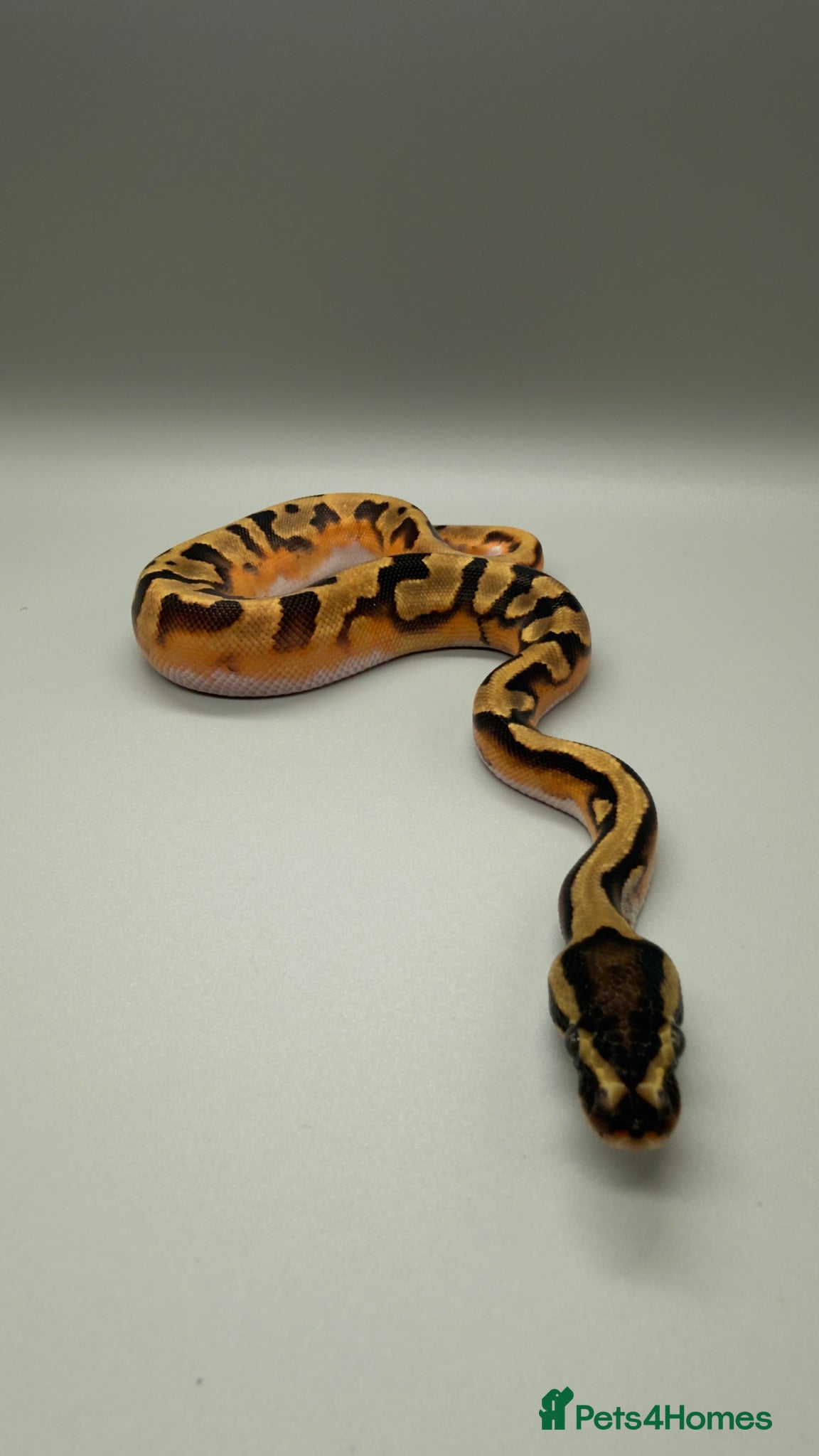 Python Snake reptiles Enchi poss yellowbelly pied - Advert 1