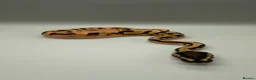 Python Snake reptiles for sale: Enchi poss yellowbelly pied in Liverpool - Advert 1