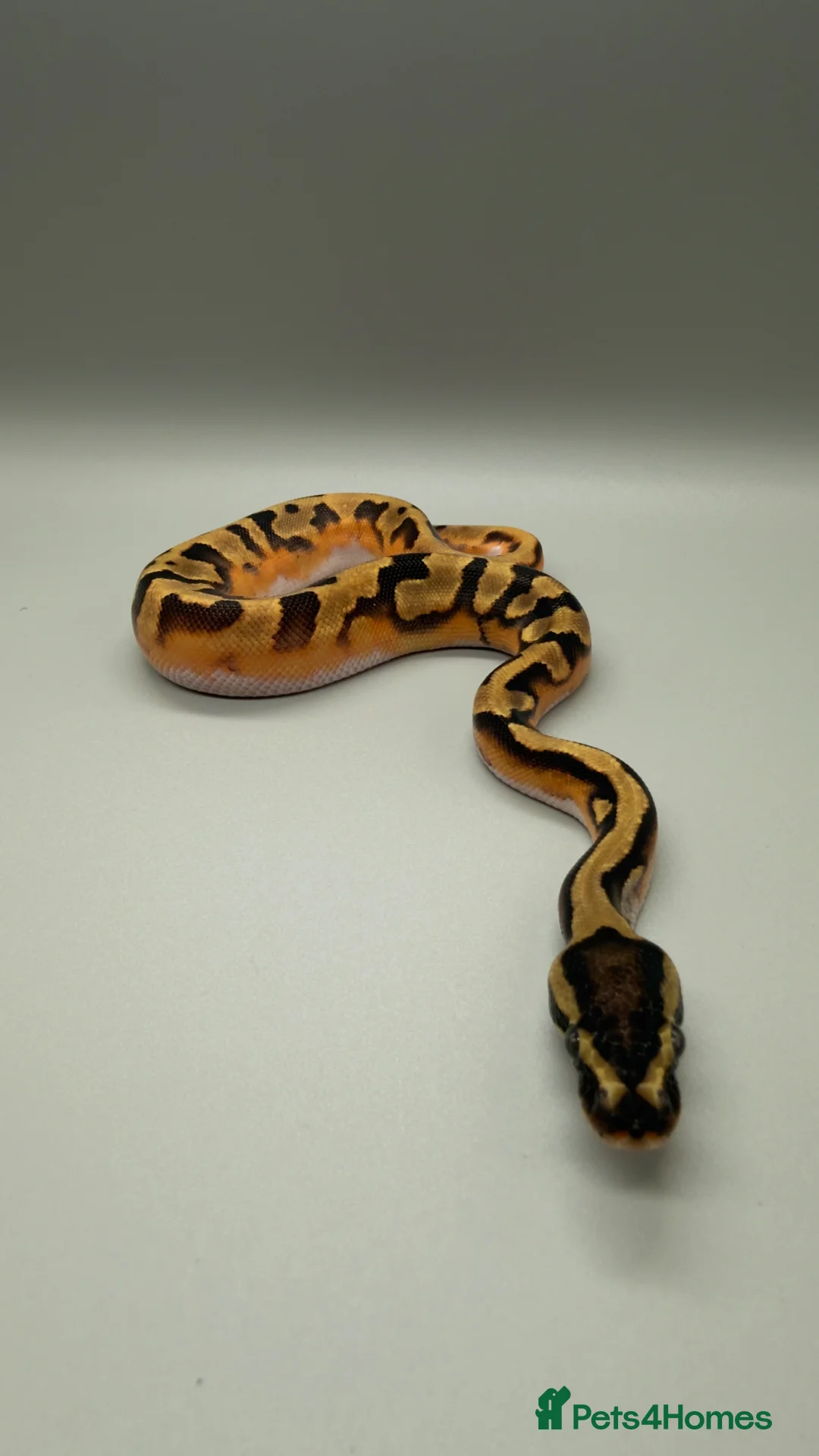 Python Snake reptiles for sale: Enchi poss yellowbelly pied in Liverpool - Advert 1