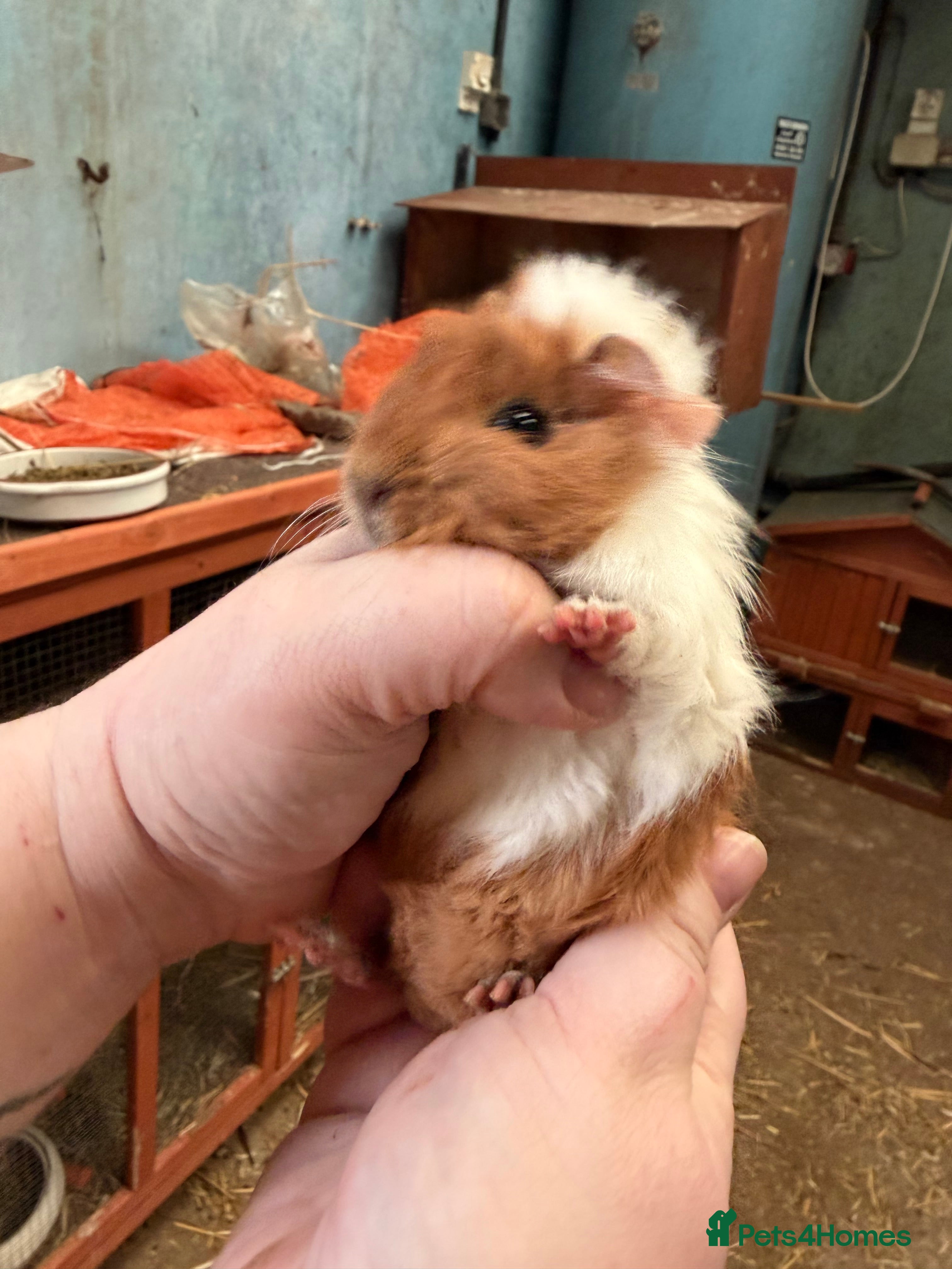 Guinea Pig rodents Baby female guinea pigs - Advert 1