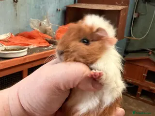 Guinea Pig rodents Baby female guinea pigs - Advert 1