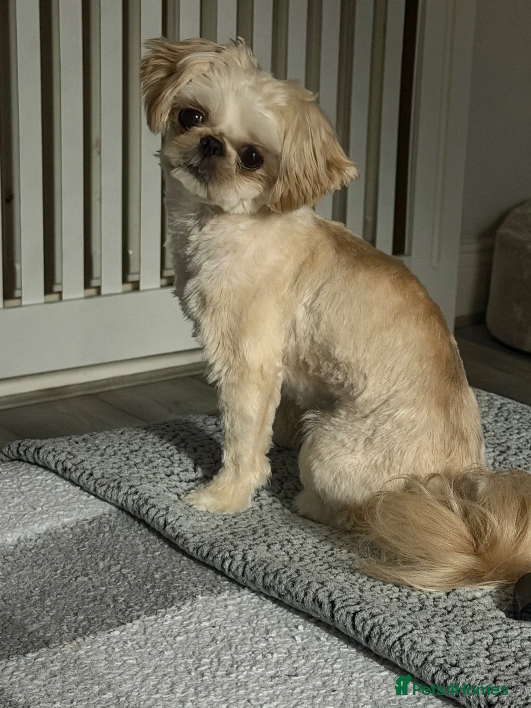 Shih Tzu dogs for stud: Beautiful boy for stud in Goole - Advert 6