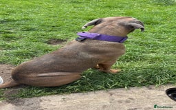 Cane Corso dogs for sale: Female cane corso  - Image 2