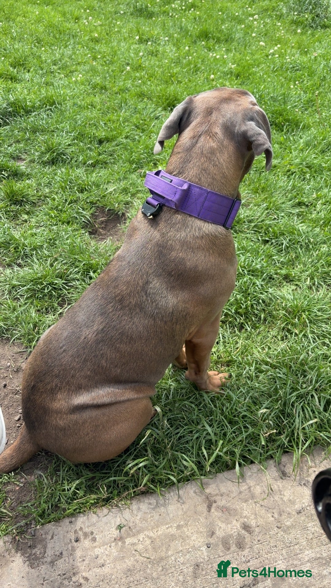 Cane Corso dogs for sale: Female cane corso  - Image 2